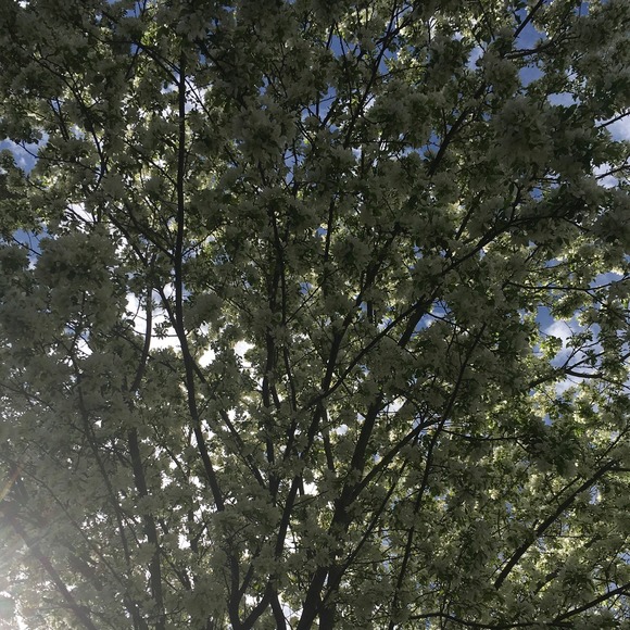 Meet your Posher, Rosa - Picture 1 of 1